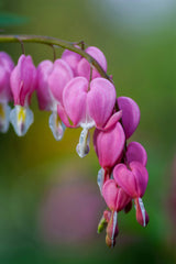 Dicentra Spectabilis
